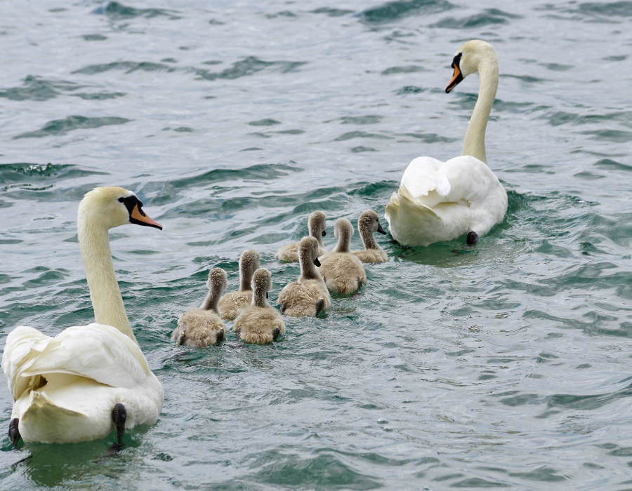 Estate Planning Documents Every Family Needs