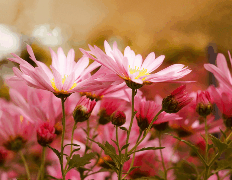 Pros and Cons of Pre-Paid Funeral Plans
