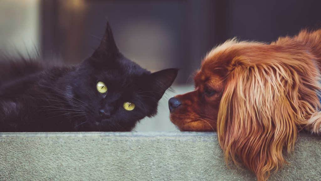 Should You have a Pet Trust Created?